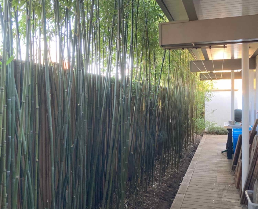 Boardwalk with bamboo screen
