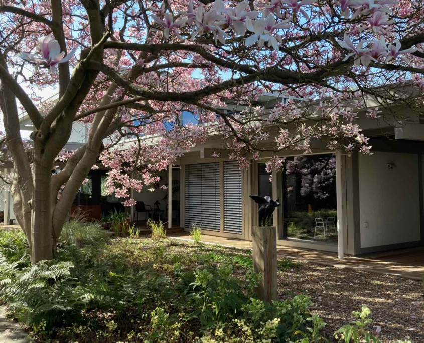 Magnolia in bloom