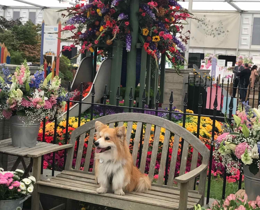 Canine companions