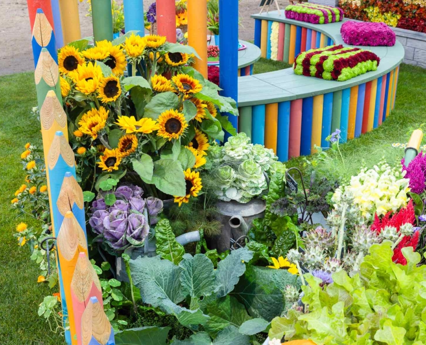 British sunflowers & ornamental cabbages